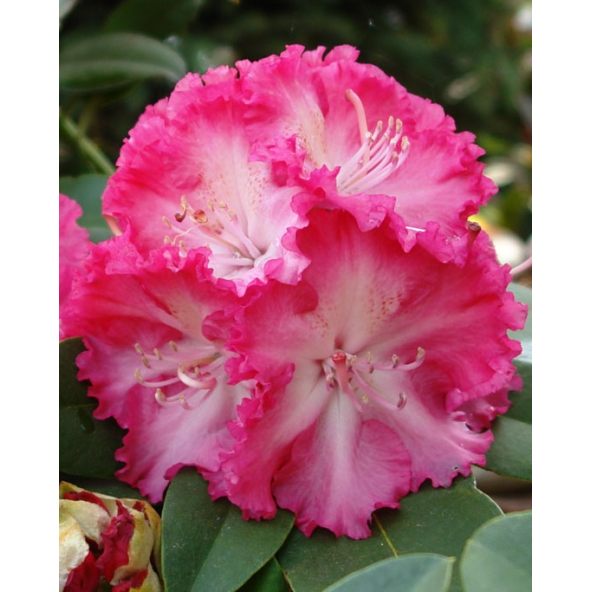 'Prof. Horst Robenek' - różanecznik wielkokwiatowy
Rhododendron hybridum 'Prof. Horst Robenek'