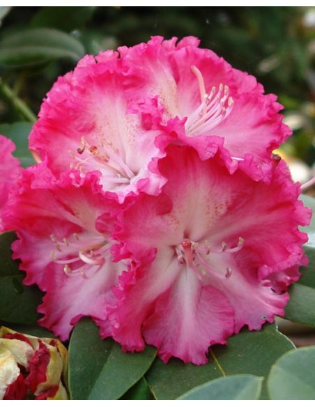 'Prof. Horst Robenek' - różanecznik wielkokwiatowy
Rhododendron hybridum 'Prof. Horst Robenek'