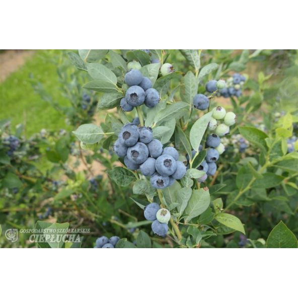 Borówka amerykańska Bluegold