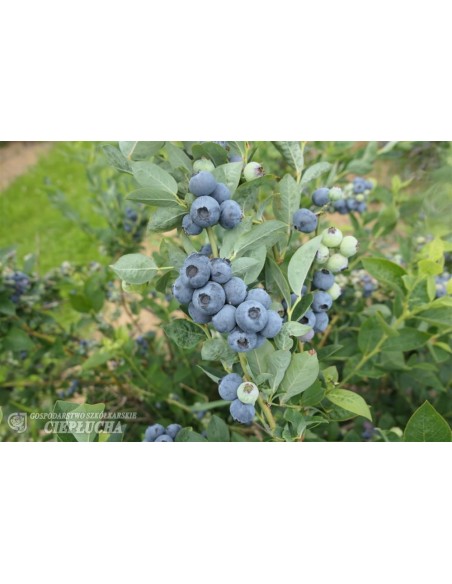 Borówka amerykańska Bluegold Borówka amerykańska Bluegold