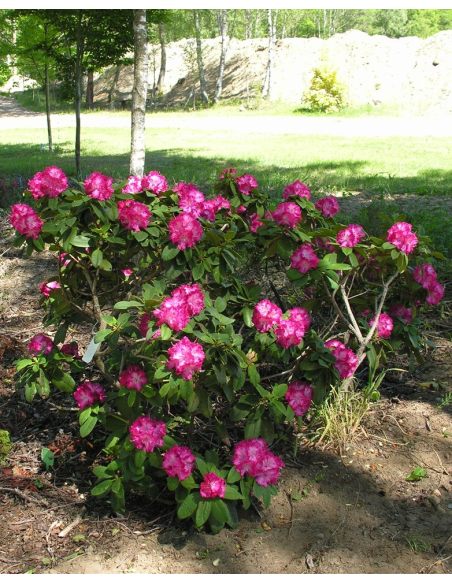 'Prof. Horst Robenek' - różanecznik wielkokwiatowy
Rhododendron hybridum 'Prof. Horst Robenek'