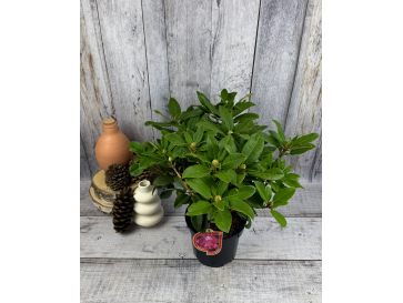 'Prof. Horst Robenek' - różanecznik wielkokwiatowy
Rhododendron hybridum 'Prof. Horst Robenek' 2