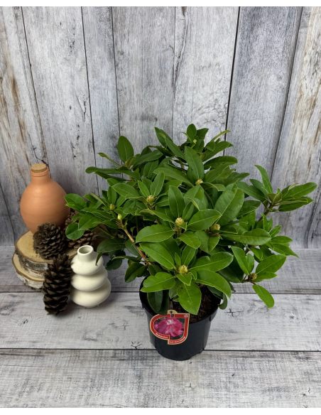 'Prof. Horst Robenek' - różanecznik wielkokwiatowy
Rhododendron hybridum 'Prof. Horst Robenek'