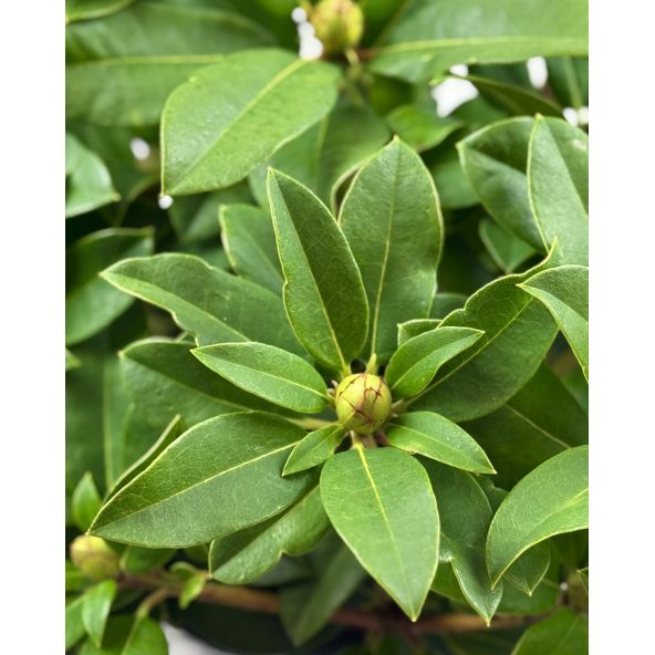 'Prof. Horst Robenek' - różanecznik wielkokwiatowy
Rhododendron hybridum 'Prof. Horst Robenek'