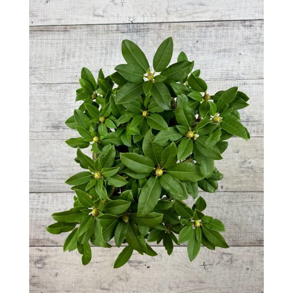 'Prof. Horst Robenek' - różanecznik wielkokwiatowy
Rhododendron hybridum 'Prof. Horst Robenek'