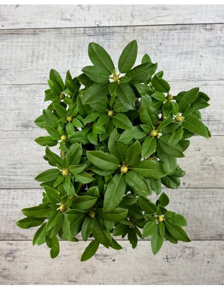 'Prof. Horst Robenek' - różanecznik wielkokwiatowy
Rhododendron hybridum 'Prof. Horst Robenek'