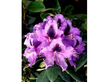 'Rasputin' - różanecznik wielkokwiatowy
Rhododendron hybridum 'Rasputin'