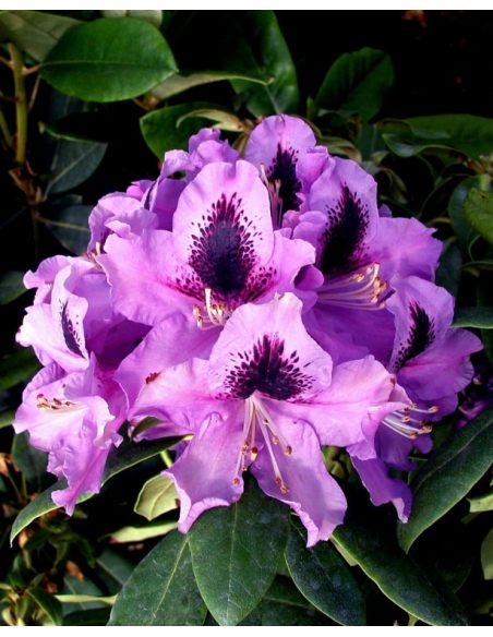'Rasputin' - różanecznik wielkokwiatowy
Rhododendron hybridum 'Rasputin'