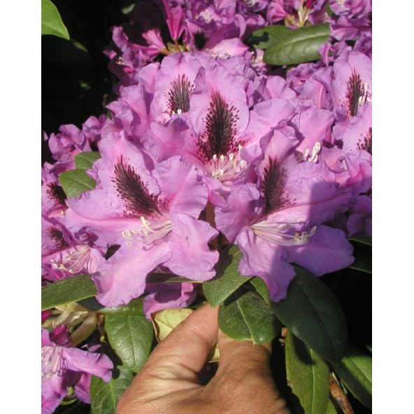 'Rasputin' - różanecznik wielkokwiatowy
Rhododendron hybridum 'Rasputin'