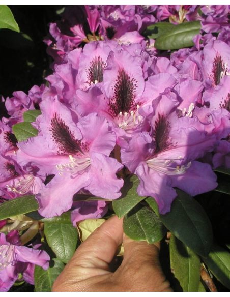 'Rasputin' - różanecznik wielkokwiatowy
Rhododendron hybridum 'Rasputin'