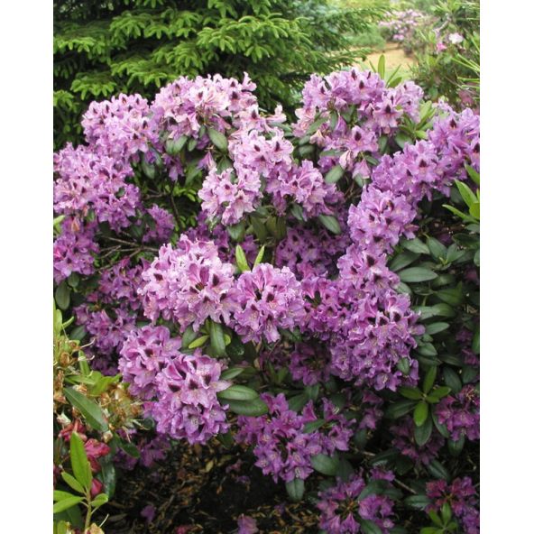 'Rasputin' - różanecznik wielkokwiatowy
Rhododendron hybridum 'Rasputin'