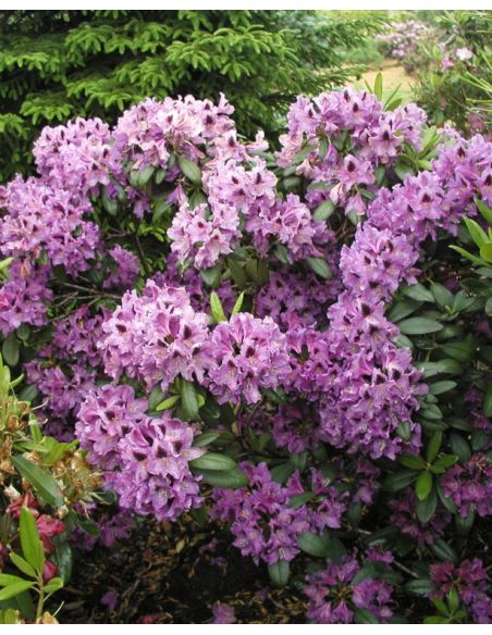 'Rasputin' - różanecznik wielkokwiatowy
Rhododendron hybridum 'Rasputin'