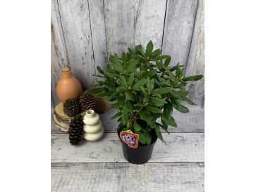 'Rasputin' - różanecznik wielkokwiatowy
Rhododendron hybridum 'Rasputin' 2