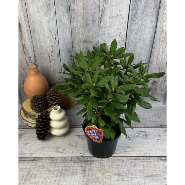 'Rasputin' - różanecznik wielkokwiatowy
Rhododendron hybridum 'Rasputin'