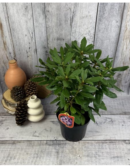 'Rasputin' - różanecznik wielkokwiatowy
Rhododendron hybridum 'Rasputin'