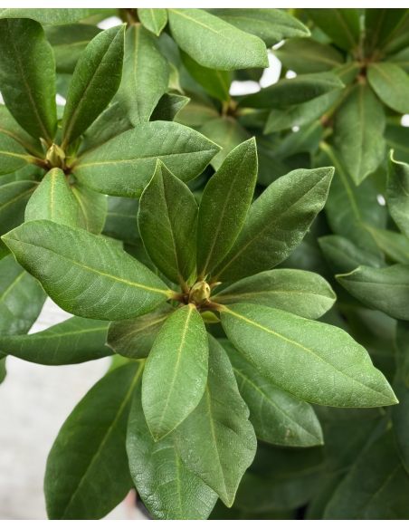 'Rasputin' - różanecznik wielkokwiatowy
Rhododendron hybridum 'Rasputin'