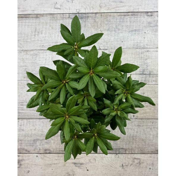 'Rasputin' - różanecznik wielkokwiatowy
Rhododendron hybridum 'Rasputin'