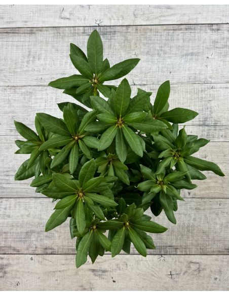 'Rasputin' - różanecznik wielkokwiatowy
Rhododendron hybridum 'Rasputin'