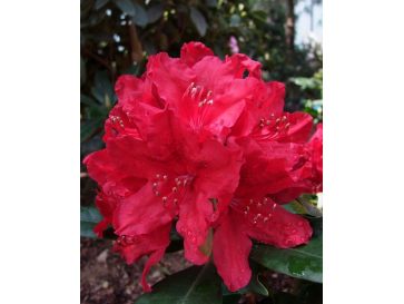 'Red Impulse' - różanecznik wielkokwiatowy
Rhododendron hybridum 'Red Impulse'