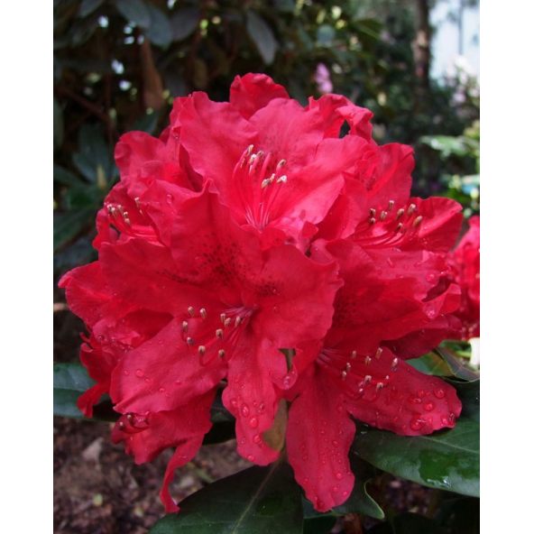 'Red Impulse' - różanecznik wielkokwiatowy
Rhododendron hybridum 'Red Impulse'