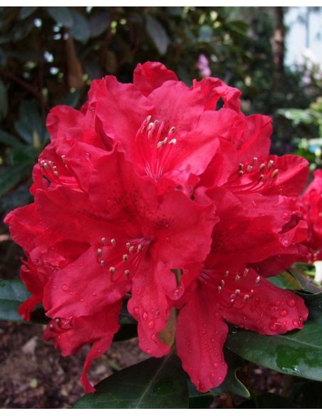 'Red Impulse' - różanecznik wielkokwiatowy
Rhododendron hybridum 'Red Impulse'