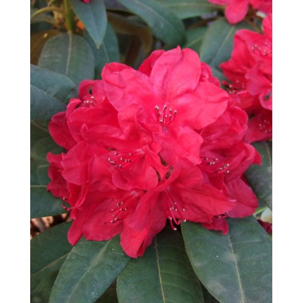 'Red Impulse' - różanecznik wielkokwiatowy
Rhododendron hybridum 'Red Impulse'
