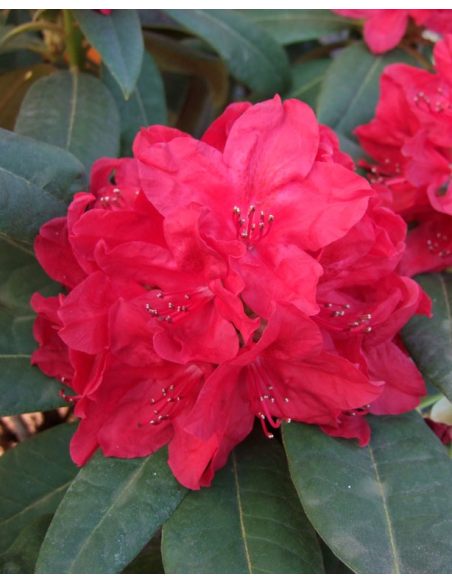 'Red Impulse' - różanecznik wielkokwiatowy
Rhododendron hybridum 'Red Impulse'