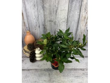 'Red Impulse' - różanecznik wielkokwiatowy
Rhododendron hybridum 'Red Impulse' 2