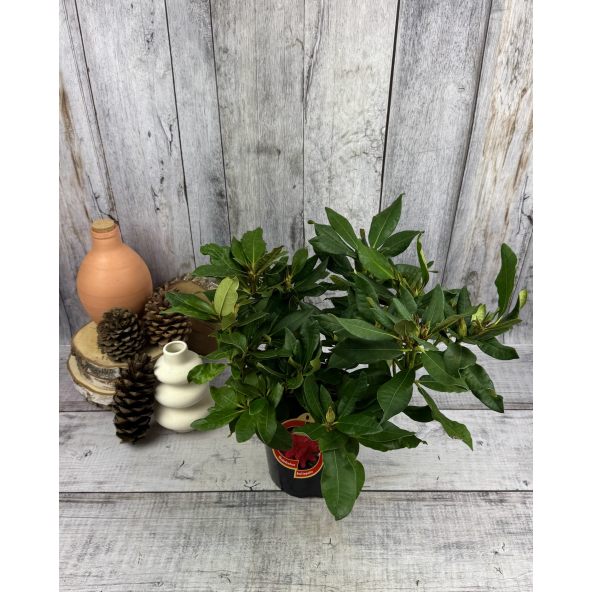 'Red Impulse' - różanecznik wielkokwiatowy
Rhododendron hybridum 'Red Impulse'