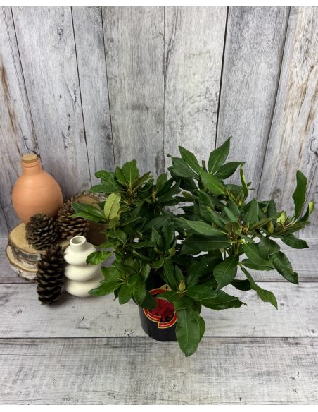 'Red Impulse' - różanecznik wielkokwiatowy
Rhododendron hybridum 'Red Impulse'