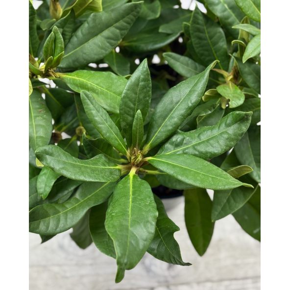 'Red Impulse' - różanecznik wielkokwiatowy
Rhododendron hybridum 'Red Impulse'