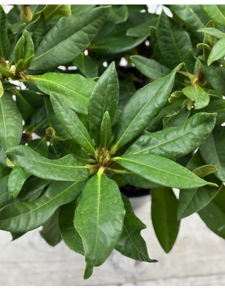 'Red Impulse' - różanecznik wielkokwiatowy
Rhododendron hybridum 'Red Impulse'