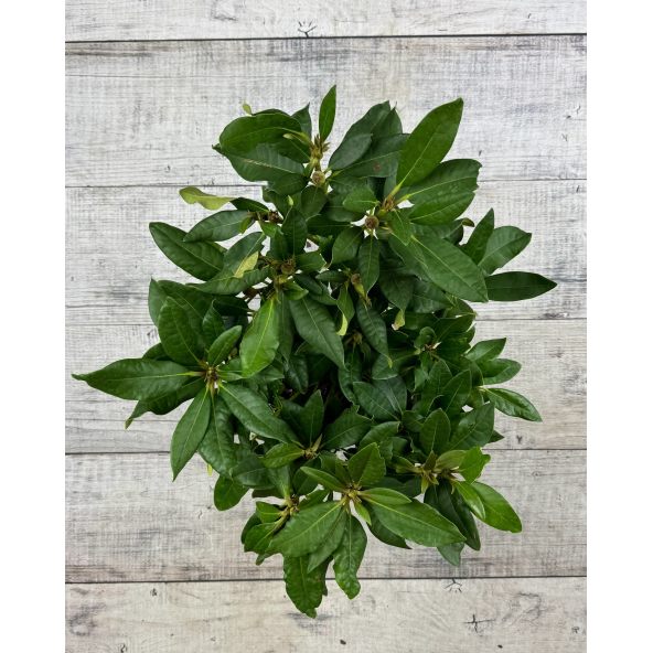 'Red Impulse' - różanecznik wielkokwiatowy
Rhododendron hybridum 'Red Impulse'