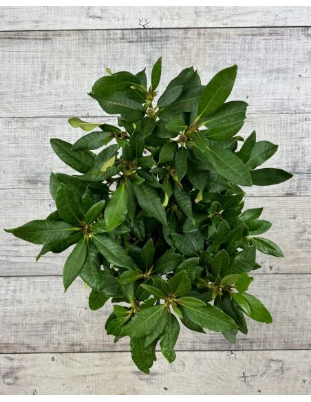 'Red Impulse' - różanecznik wielkokwiatowy
Rhododendron hybridum 'Red Impulse'