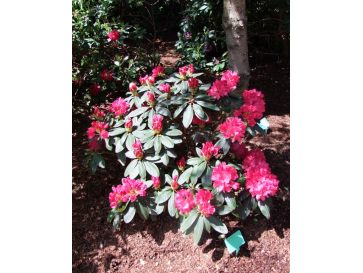 'Astrid' - różanecznik jakuszimański 
Rhododendron yakushimanum 'Astrid'