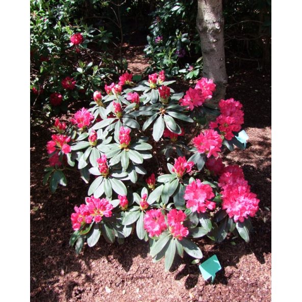 'Astrid' - różanecznik jakuszimański 
Rhododendron yakushimanum 'Astrid'