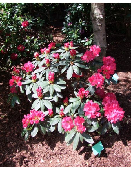 'Astrid' - różanecznik jakuszimański 
Rhododendron yakushimanum 'Astrid'
