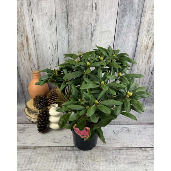 'Astrid' - różanecznik jakuszimański 
Rhododendron yakushimanum 'Astrid'