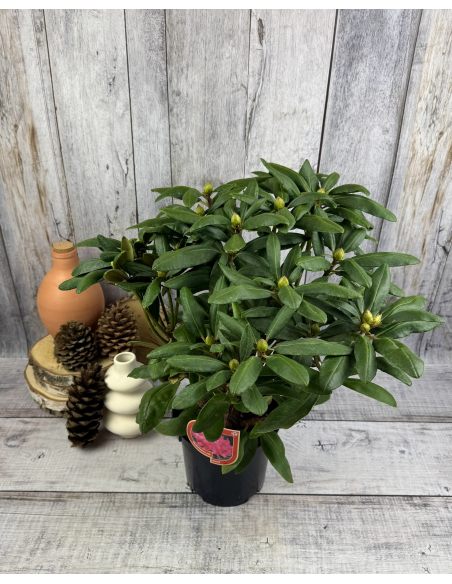 'Astrid' - różanecznik jakuszimański 
Rhododendron yakushimanum 'Astrid'