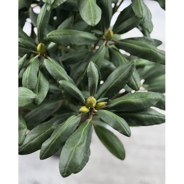 'Astrid' - różanecznik jakuszimański 
Rhododendron yakushimanum 'Astrid'