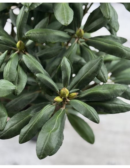 'Astrid' - różanecznik jakuszimański 
Rhododendron yakushimanum 'Astrid'
