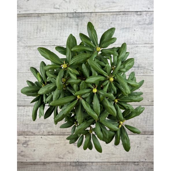 'Astrid' - różanecznik jakuszimański 
Rhododendron yakushimanum 'Astrid'