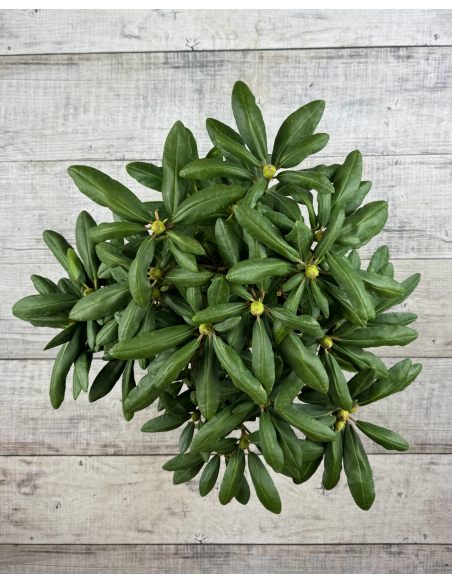 'Astrid' - różanecznik jakuszimański 
Rhododendron yakushimanum 'Astrid'