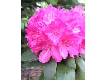'Astrid' - różanecznik jakuszimański 
Rhododendron yakushimanum 'Astrid'