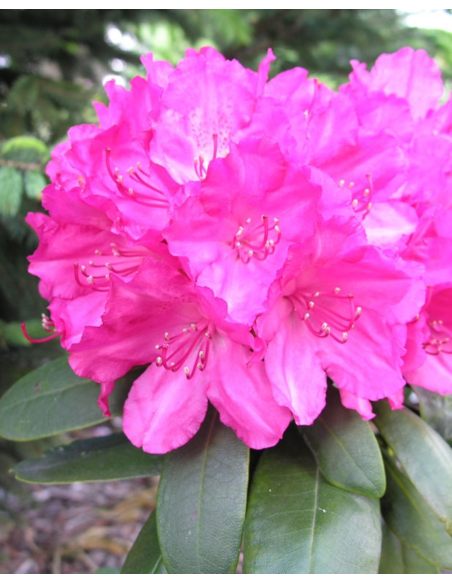 'Astrid' - różanecznik jakuszimański 
Rhododendron yakushimanum 'Astrid'