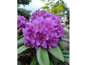 'Bohlken's Lupinenberg Laguna' - różanecznik jakuszimański 
Rhododendron yakushimanum 'Bohlken's Lupinenberg Laguna'