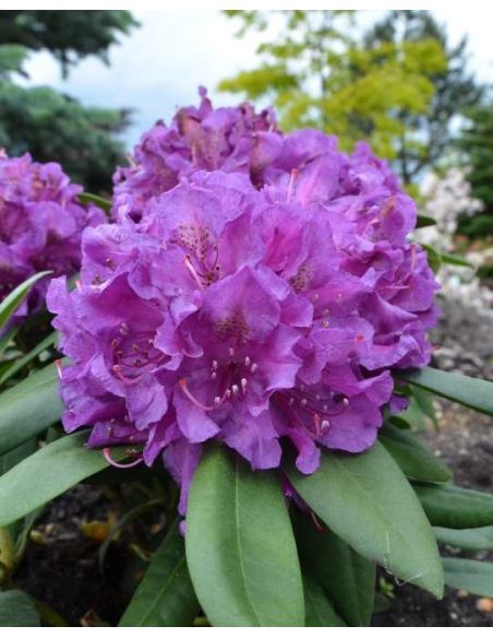 'Bohlken's Lupinenberg Laguna' - różanecznik jakuszimański 
Rhododendron yakushimanum 'Bohlken's Lupinenberg Laguna'