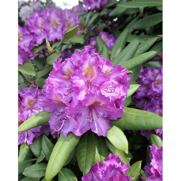 'Bohlken's Lupinenberg Laguna' - różanecznik jakuszimański 
Rhododendron yakushimanum 'Bohlken's Lupinenberg Laguna'