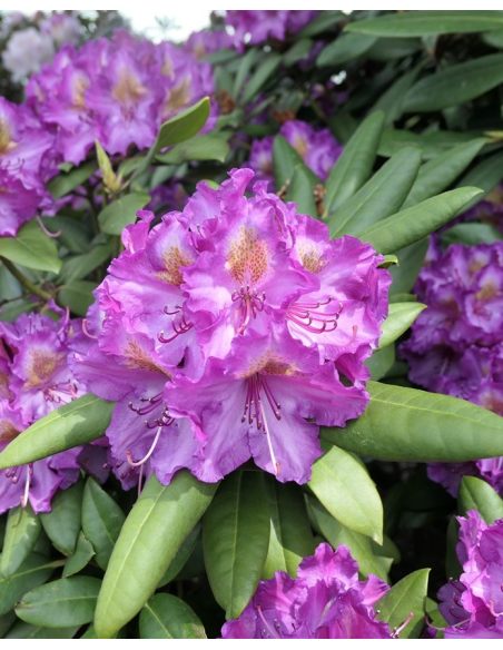 'Bohlken's Lupinenberg Laguna' - różanecznik jakuszimański 
Rhododendron yakushimanum 'Bohlken's Lupinenberg Laguna'