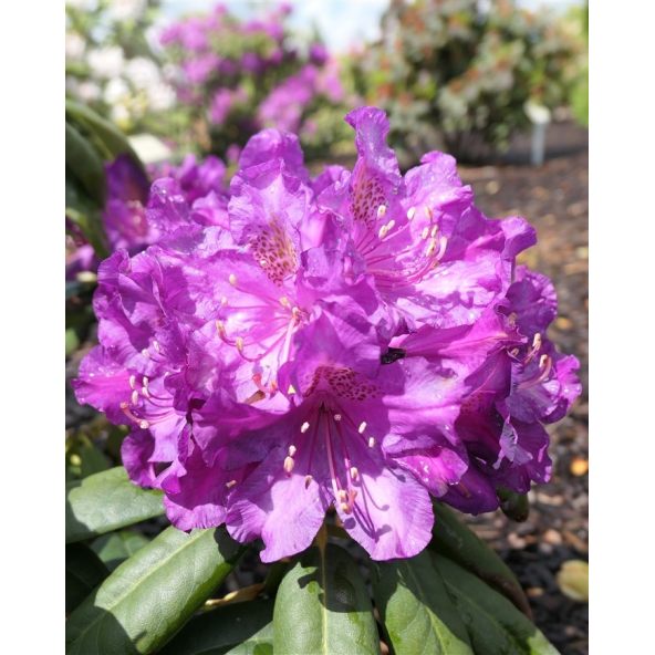 'Bohlken's Lupinenberg Laguna' - różanecznik jakuszimański 
Rhododendron yakushimanum 'Bohlken's Lupinenberg Laguna'